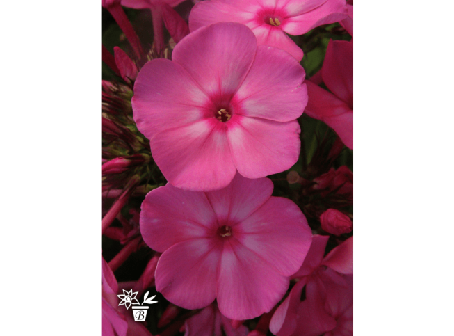 Phlox paniculata   'Nahodka'